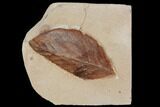 Red Fossil Leaf (Aesculus) - Montana #106254-1